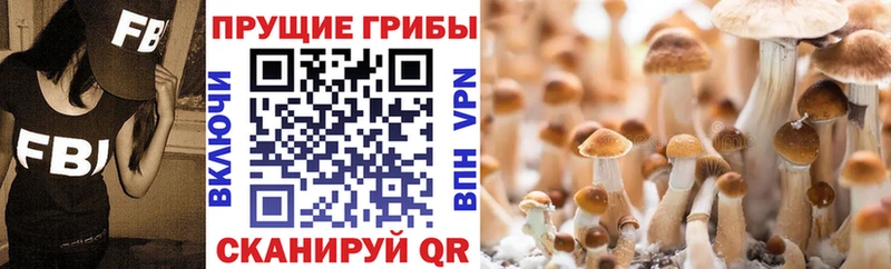 Псилоцибиновые грибы мицелий  Гусиноозёрск 
